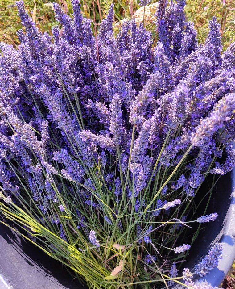 JTdCJTIyZW4lMjIlM0ElMjJIZW4lMjBpbiUyMGNsb3NlJTIwdmlldyUyMCVFMiU4MCU5NCUyMGZyZXNoJTIwZWdncyUyMGJvcm4lMjBlYWNoJTIwbW9ybmluZyUyMGZyb20lMjBhbiUyMGhvbmVzdCUyMGFncmljdWx0dXJhbCUyMHJoeXRobSUyMiUyQyUyMml0JTIyJTNBJTIyJTIyJTdE