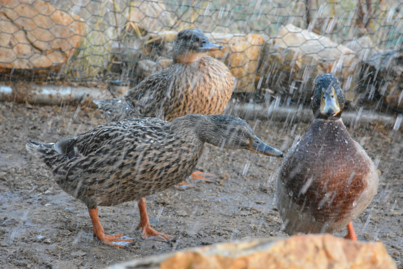 JTdCJTIyZW4lMjIlM0ElMjJIZW4lMjBpbiUyMGNsb3NlJTIwdmlldyUyMCVFMiU4MCU5NCUyMGZyZXNoJTIwZWdncyUyMGJvcm4lMjBlYWNoJTIwbW9ybmluZyUyMGZyb20lMjBhbiUyMGhvbmVzdCUyMGFncmljdWx0dXJhbCUyMHJoeXRobSUyMiUyQyUyMml0JTIyJTNBJTIyJTIyJTdE