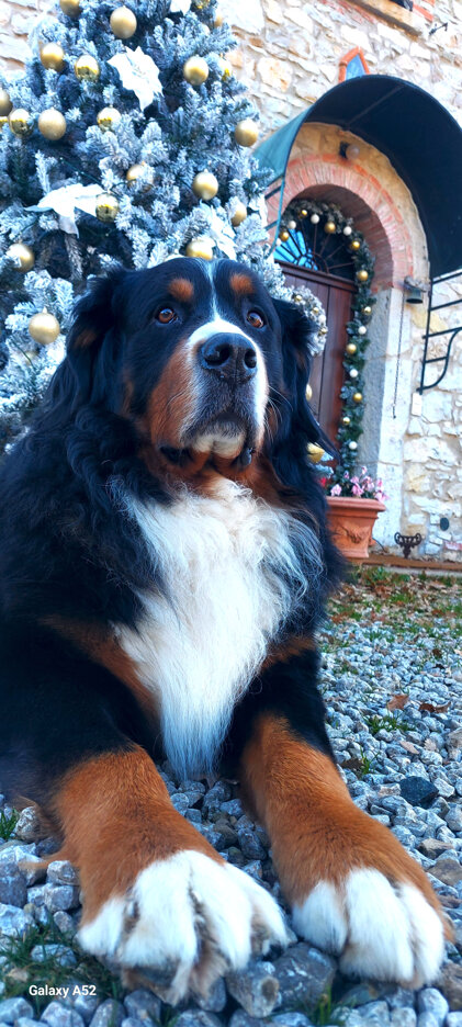 JTdCJTIyZW4lMjIlM0ElMjJlcm5lc2UlMjBnYXplJTIwaW4lMjBmcm9udCUyMG9mJTIwc3RvbmUlMjBmYXJtaG91c2UlMjAlRTIlODAlOTMlMjBzb3VsJTIwb2YlMjBDYSVFMiU4MCU5OU5vdmFlJTIyJTJDJTIyaXQlMjIlM0ElMjJTZ3VhcmRvJTIwZGVsJTIwYmVybmVzZSUyMGRhdmFudGklMjBhbGxhJTIwY2FzYSUyMGluJTIwcGlldHJhJTIwJUUyJTgwJTkzJTIwYW5pbWElMjBkaSUyMENhJUUyJTgwJTk5Tm92YWUlMjIlN0Q=