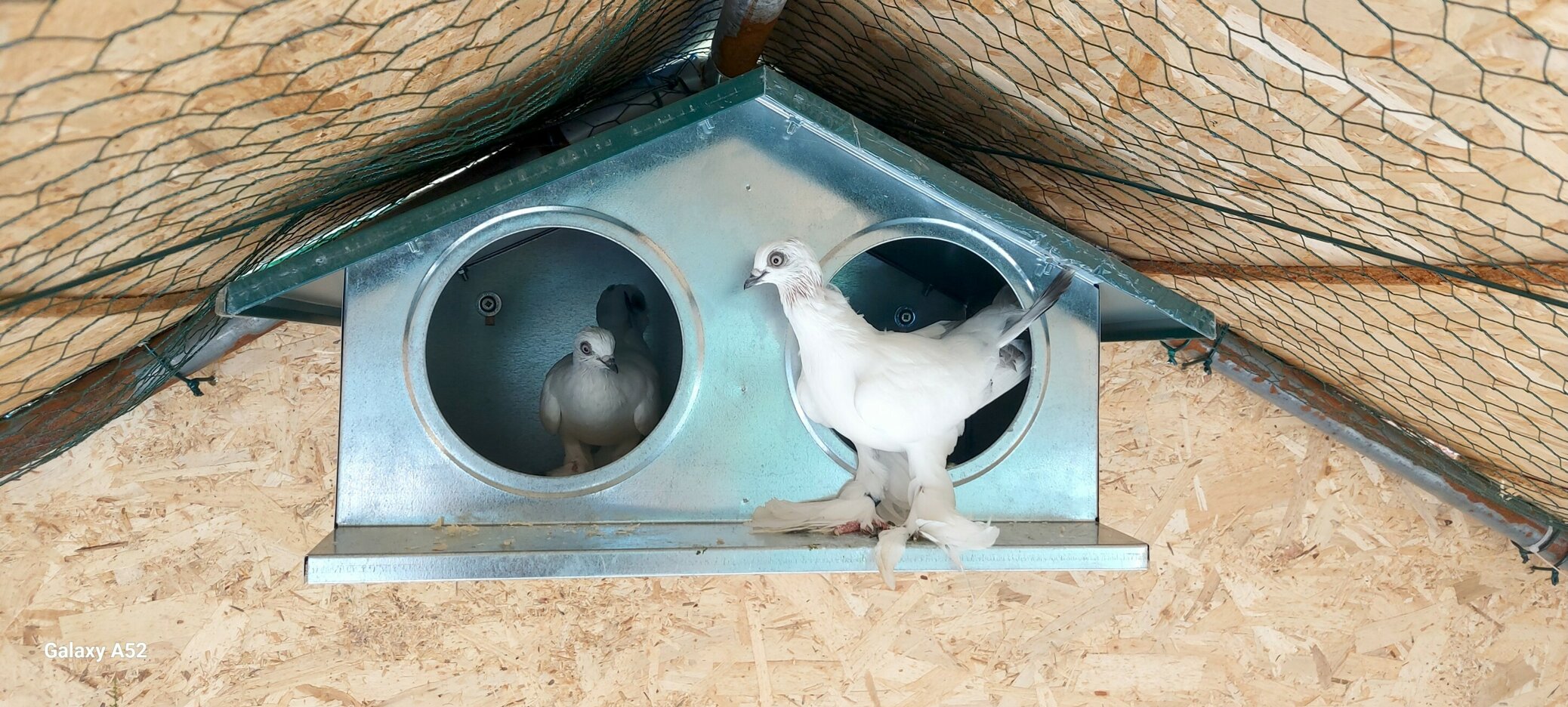 JTdCJTIyZW4lMjIlM0ElMjJIZW4lMjBpbiUyMGNsb3NlJTIwdmlldyUyMCVFMiU4MCU5NCUyMGZyZXNoJTIwZWdncyUyMGJvcm4lMjBlYWNoJTIwbW9ybmluZyUyMGZyb20lMjBhbiUyMGhvbmVzdCUyMGFncmljdWx0dXJhbCUyMHJoeXRobSUyMiUyQyUyMml0JTIyJTNBJTIyJTIyJTdE