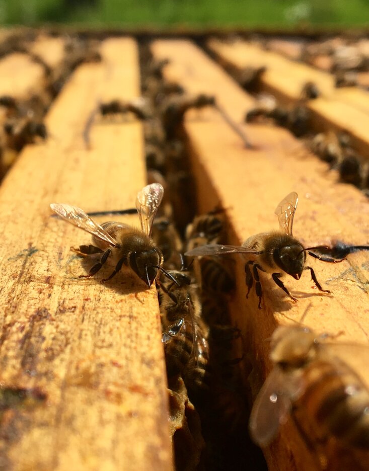 eyJpdCI6ImFncml0dXJpc21vIHRvc2Nhbm8gY29uIGFwaSBlIG5hdHVyYSB2aXZhLCBwcmVzZW56YSBkZWxsZSBhcGkgaW4gYWdyaXR1cmlzbW8gYXV0ZW50aWNvLCBzb3N0ZW5pYmlsaXTgIHJlYWxlIGluIFRvc2NhbmEsIHZpdmVyZSBpbiBhcm1vbmlhIGNvbiBhcGkgZSBuYXR1cmEsIGVzcGVyaWVuemUgc2Vuc29yaWFsaSBuYXR1cmEgdml2YSBUb3NjYW5hIiwiZW4iOiJ0dXNjYW4gZmFybWhvdXNlIHdpdGggbGl2aW5nIGhvbmV5YmVlcywgYXV0aGVudGljIHN0YXkgd2l0aCBiZWVzIGluIFR1c2NhbnksIHJlYWwgc3VzdGFpbmFiaWxpdHkgaW4gVHVzY2FueSwgbGl2aW5nIGluIGhhcm1vbnkgd2l0aCBiZWVzIGFuZCBuYXR1cmUsIHNlbnNvcmlhbCBleHBlcmllbmNlIG9mIGxpdmluZyBuYXR1cmUgVHVzY2FueSJ9