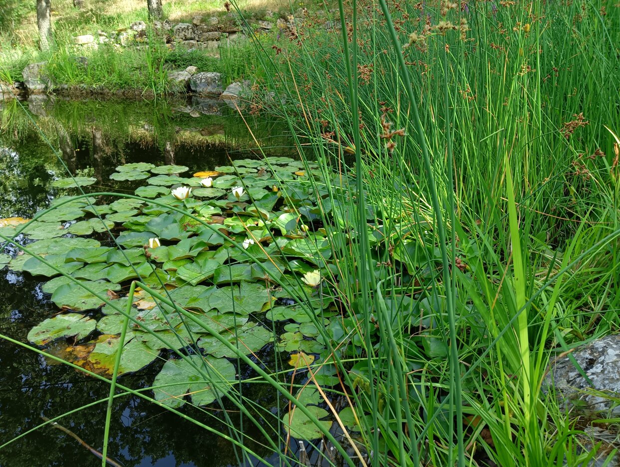 JTdCJTIyZW4lMjIlM0ElMjJBcXVhdGljJTIwcGxhbnRzJTIwYW5kJTIwbG9jYWwlMjBzdG9uZXMlMjAlRTIlODAlOTMlMjBuYXR1cmFsJTIwYmFsYW5jZSUyMiUyQyUyMml0JTIyJTNBJTIyT3NwaXRpJTIwY2hlJTIwbnVvdGFubyUyMHRyYSUyMGxlJTIwbmluZmVlJTIwJUUyJTgwJTkzJTIwYXJtb25pYSUyMGNvbiUyMGxhJTIwbmF0dXJhJTIyJTdE