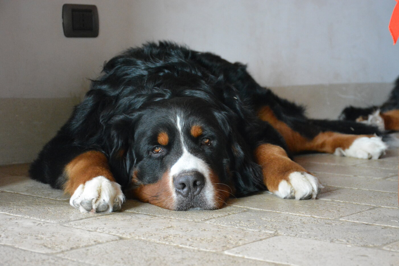 JTdCJTIyZW4lMjIlM0ElMjJEb2clMjBzbGVlcGluZyUyMG5lYXIlMjBlbnRyYW5jZSUyMCVFMiU4MCU5MyUyMGZlZWxpbmclMjBvZiUyMGhvbWUlMjBhbmQlMjBoYXJtb255JTIyJTJDJTIyaXQlMjIlM0ElMjJDYW5lJTIwY2hlJTIwZG9ybWUlMjB2aWNpbm8lMjBhbGwlRTIlODAlOTlpbmdyZXNzbyUyMCVFMiU4MCU5MyUyMHNlbnNvJTIwZGklMjBjYXNhJTIwZSUyMGFybW9uaWElMjIlN0Q=