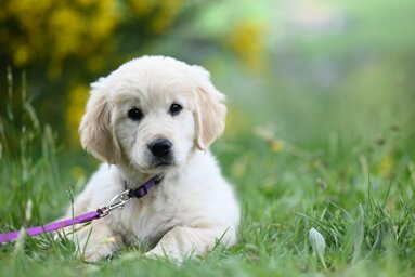 jaclou-dl-golden-retriever-puppy-amber-9853499.jpeg