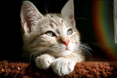dan-reyes-cat-9752539.jpeg