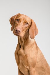 vizslafotozas-dog-3277414.jpeg