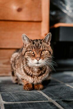 jonas-jaeken-v3qrerk_sui-unsplash.jpeg