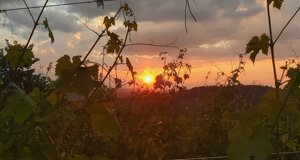 20201203_084953.jpeg