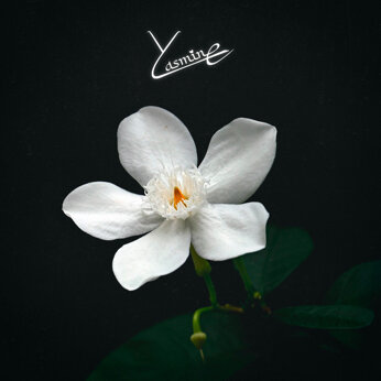yasmine_track_cover.jpeg