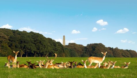 phoenixpark
