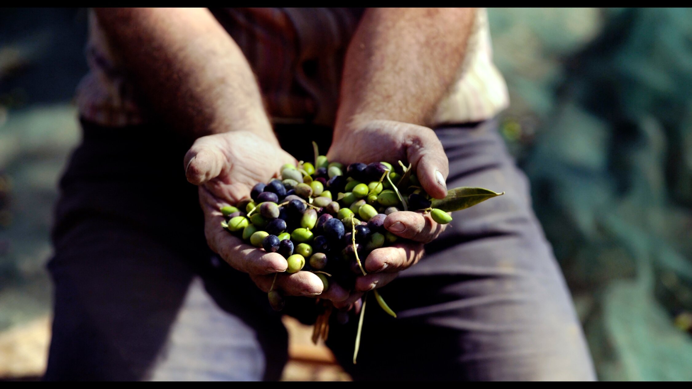 foto olive mani.jpeg foto olive mani.jpeg