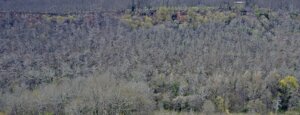 macchia di piantorena