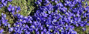 violette