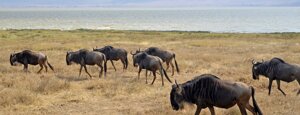 164%20ngorongoro%20conservation%20area%20zebre%20e%20gnu.jpeg 164%20ngorongoro%20conservation%20area%20zebre%20e%20gnu.jpeg