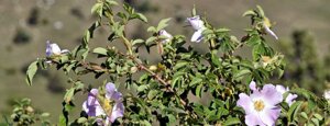 rosa canina