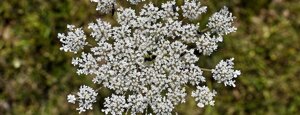 daucus carota