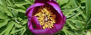 peonia officinalis