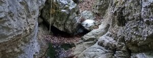 fonte del tasso fonte del tasso