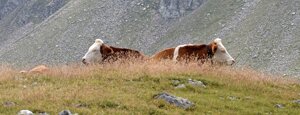 croda rossa