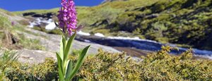 orchidea