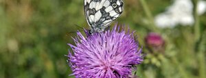 cardo e farfalla