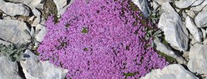 silene acaulis