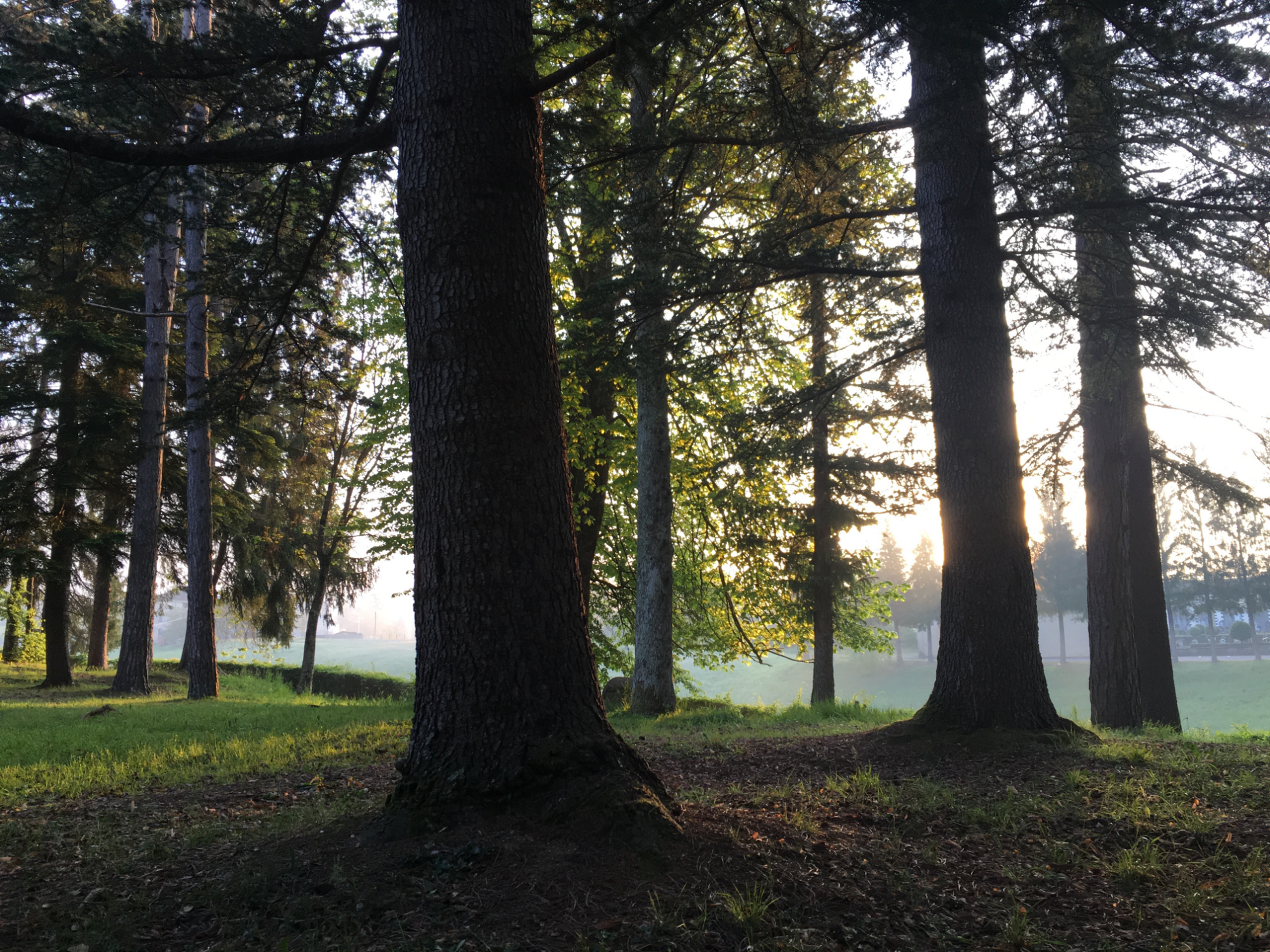 Bosco al tramonto con luce solare che filtra tra gli alberi