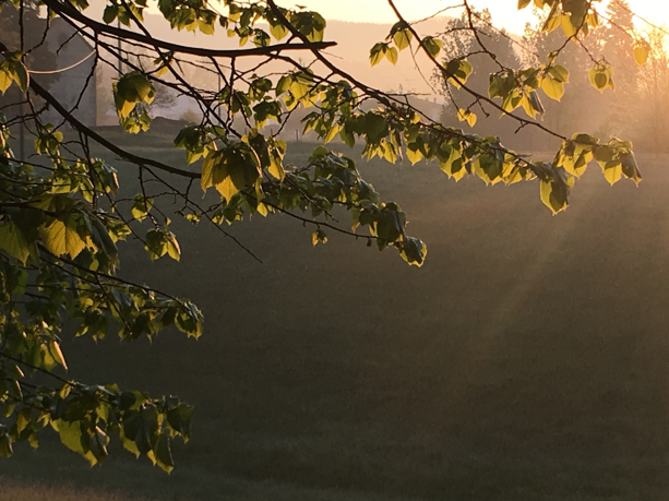 Rami di albero con foglie verdi illuminati dalla luce del tramonto su sfondo di campo erboso. Rami di albero con foglie verdi illuminati dalla luce del tramonto su sfondo di campo erboso.