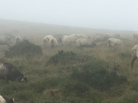 Gregge di pecore al pascolo in un prato nebbioso Gregge di pecore al pascolo in un prato nebbioso