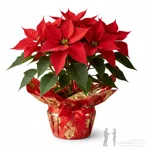 stella-di-natale-rossa-in-vaso-decorato-a-milano