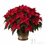 stella-di-natale-grande-rossa-decorativa-a-milano