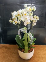 orchidea-bianca-phalaenopsis-in-vaso-con-fiocco-decorativo