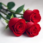 tris-di-rose-rosse-con-gocce-di-rugiada