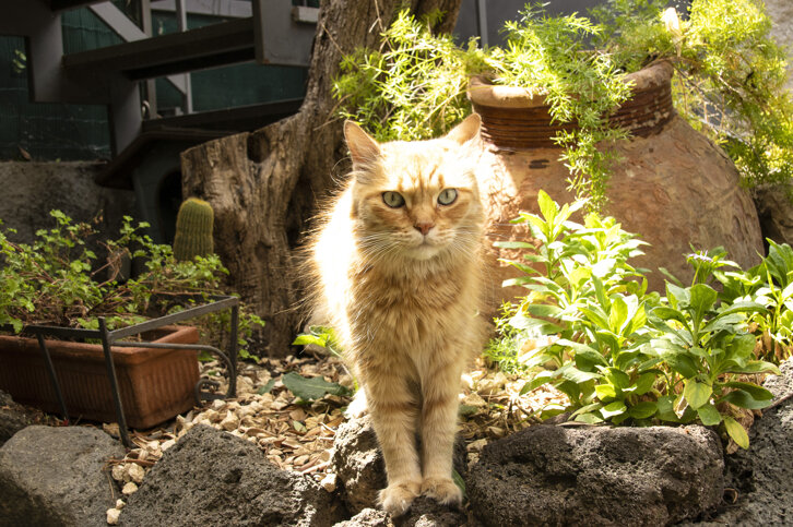 living, room, Sicilian Home Concept, B&B living, room, Sicilian Home Concept, B&B