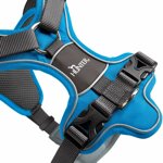 pettorina-divo-azzurra