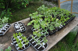 piantine autoprodotte