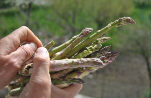 asparagi