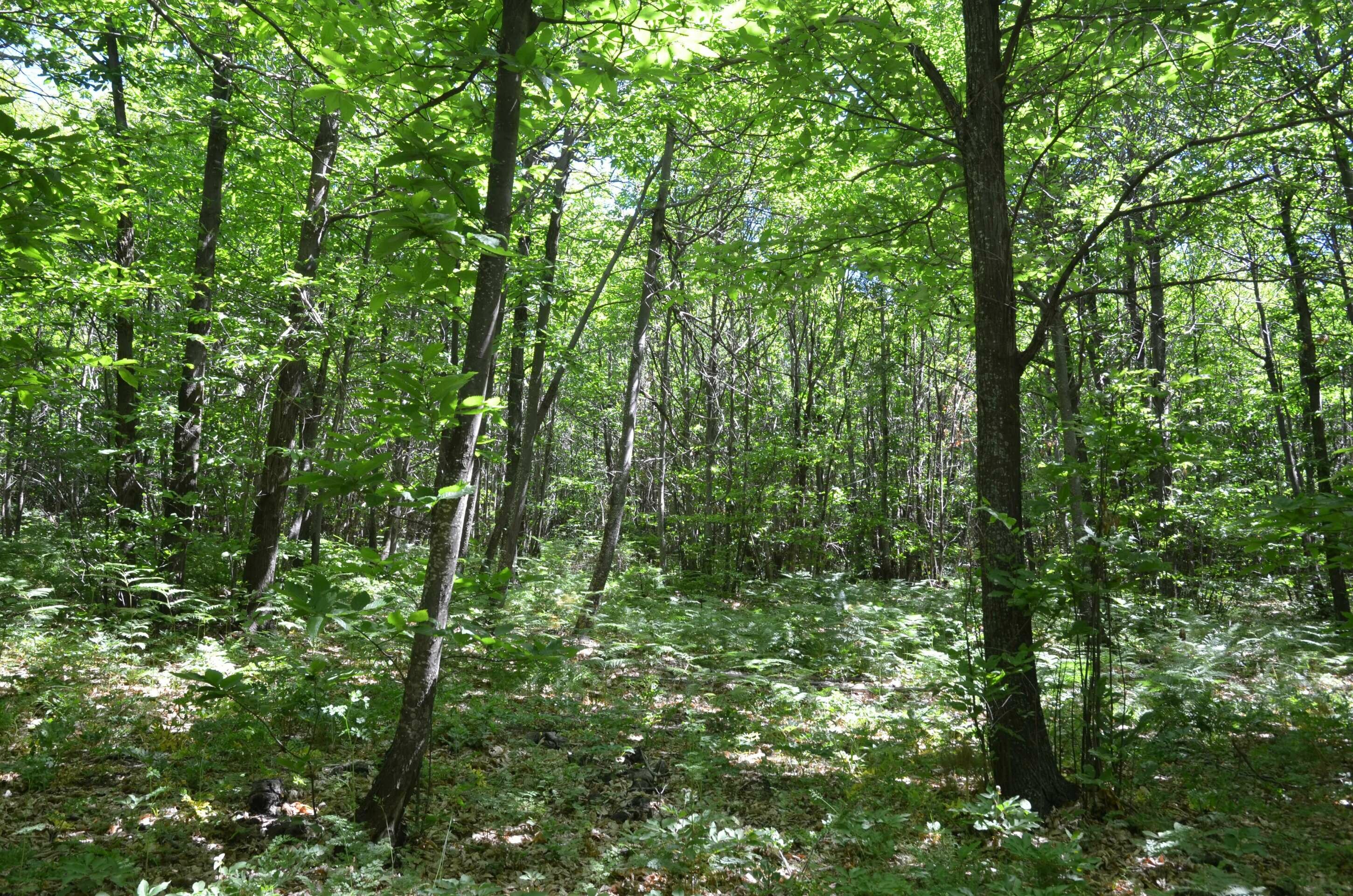 bosco.jpeg Bosco_Ciancio_Chestnuts_Forrest