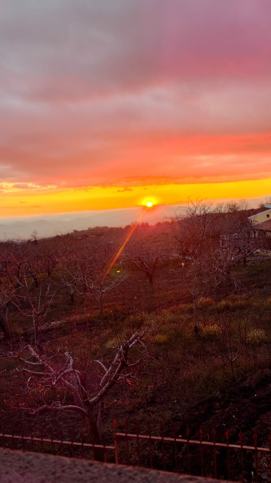 whatsapp-image-2026-04-05-at-19.26.00.jpeg Bosco_Ciancio_Forrest_Sunset