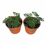 piantine-di-ruta-2-piante-in-vaso-cm-12