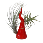 corno-portafortuna-in-ceramica-da-arredo-con-piantine-di-tillandsia-fatto-a-mano-in-italia