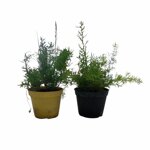 piantine-di-asparago-sprengeri-asparagus-sprengeri-2-piante-in-vaso-cm-12