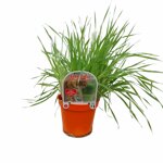 piantine-di-erba-gatto-2-piante-in-vaso-cm-14-naturali-e-pronte-alluso