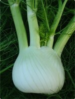 finocchio-romanesco-gigante-10-piantine