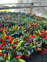 peperoncino-piccante-fuoco-della-prateria-pianta-in-vaso-cm14