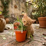piantine-di-erba-gatto-2-piante-in-vaso-cm-14-naturali-e-pronte-alluso