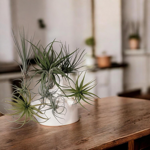 tillandsia-pianta-dellaria