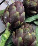 carciofo-violetto-di-romagna-5-piante