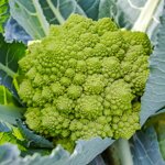 broccolo-romanesco-verde-a-pigna-10-piantine