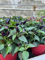 peperoncino-piccante-fuoco-della-prateria-pianta-in-vaso-cm14